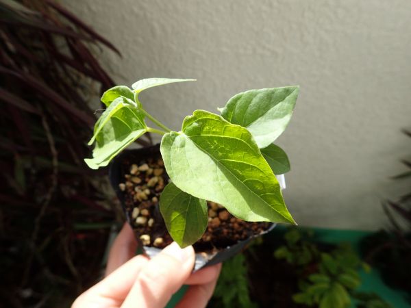 トンキンカズラ ガガイモ科のイエライシャン 香料作物 その他 売買されたオークション情報 Yahooの商品情報をアーカイブ公開 オークファン Aucfan Com