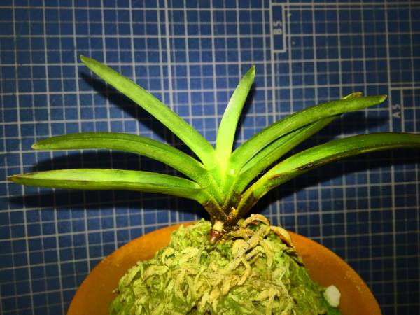 ☆富貴蘭☆【黒牡丹】本性品。 花、園芸 鉢植え 【公式通販】