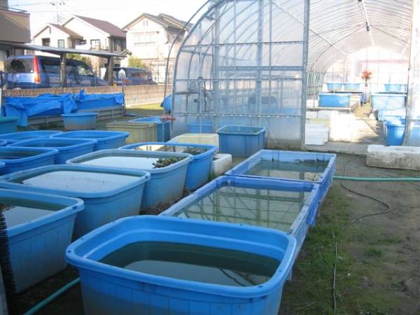 送料無料/めだか餌稚魚～LＬ寸までＯＫ☆便利な浮遊タイプ300ｇ_2