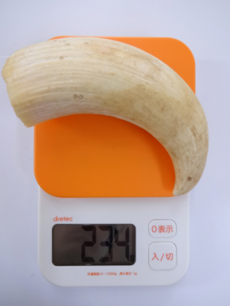 ○ 鯨の歯 牙 マッコウクジラ 234g アンティーク、コレクション 科学