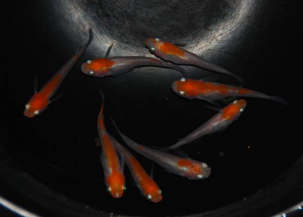 15■ みーメダカ　【極上】 富士錦　♂3匹 ＋ ♀5匹_1