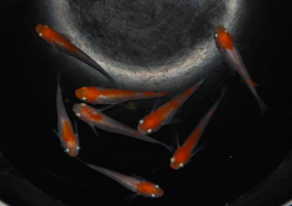 15■ みーメダカ　【極上】 富士錦　♂3匹 ＋ ♀5匹_2