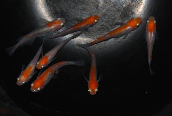 15■ みーメダカ　【極上】 富士錦　♂3匹 ＋ ♀5匹_3