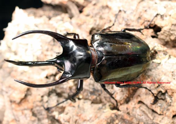 2017，6/6 新着WILD インドネシア便入荷!! 待望のスマトラ産!! コーカサス No，5　♂99mm ペア