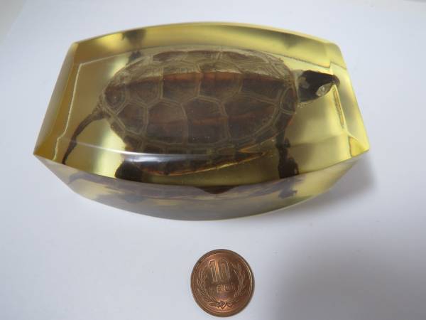 亀 剥製 樹脂 封入 イシガメ クサガメ 標本 カメ(科学、自然)｜売買