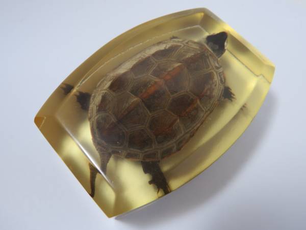 亀 剥製 樹脂 封入 イシガメ クサガメ 標本 カメ(科学、自然)｜売買
