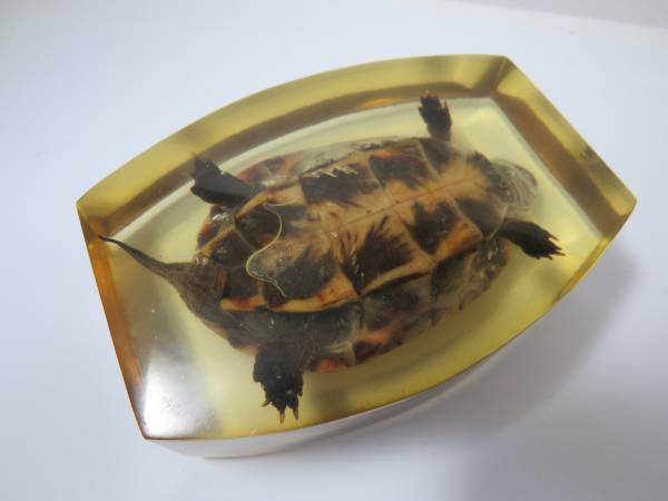 亀 剥製 樹脂 封入 イシガメ クサガメ 標本 カメ(科学、自然)｜売買