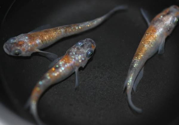 【おやじのめだか】　★極上・上特選★　三色ラメ　稚魚　20匹+α　N-286