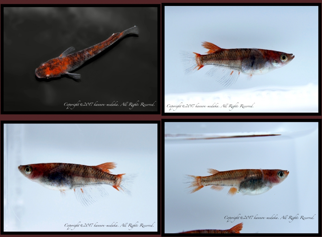 【観音めだか】◆当歳若魚！☆超極上 濃赤紅観音 1ペア！☆◆