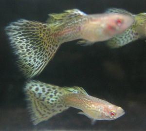 17年08月 グッピーのヤフオク の相場 価格を見る ヤフオク のグッピーのオークション売買情報は562件が掲載されています