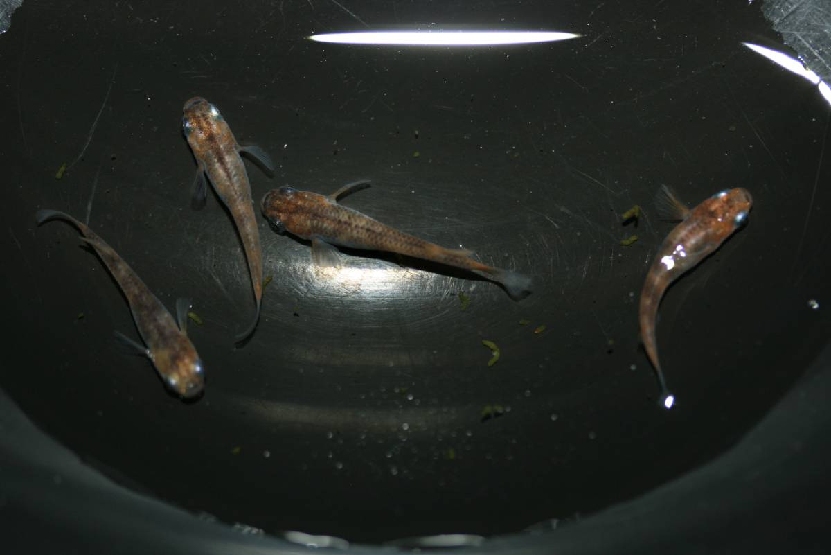 【めだか屋さくら】雲州三色血統２ペア　Мサイズ　