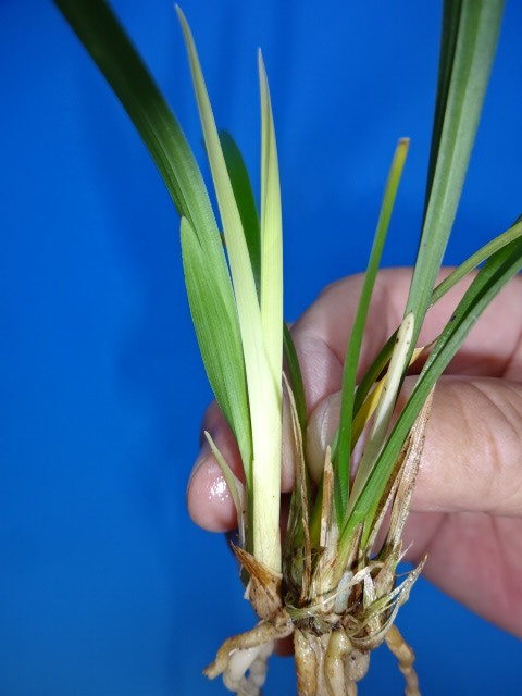 ●寒蘭　高知県四万十市間産（蘭舎整理品ー黄金葉）　C-33