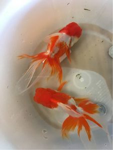 金魚のYahoo!オークション(旧ヤフオク!)の相場・価格を見る｜Yahoo