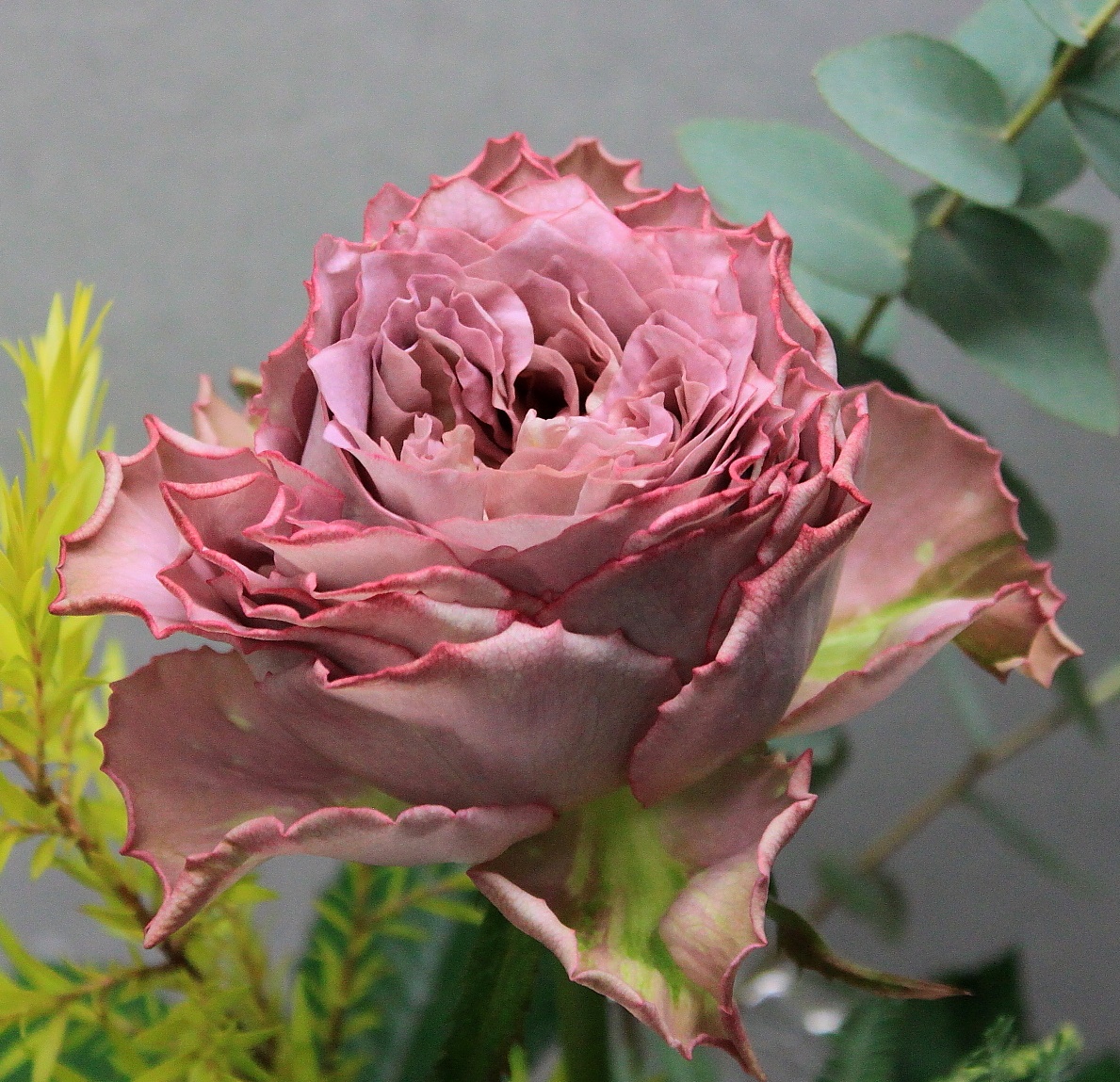 薔薇三昧 切花品種 テナチュール 接木新苗 バラ 売買されたオークション情報 Yahooの商品情報をアーカイブ公開 オークファン Aucfan Com