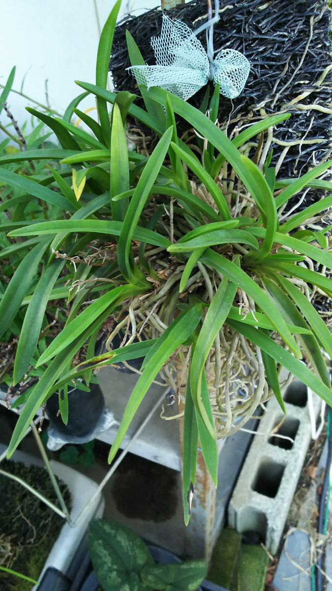山野草・セッコク・富貴蘭・フウラン（中国風蘭 大株） 鉢植え 花