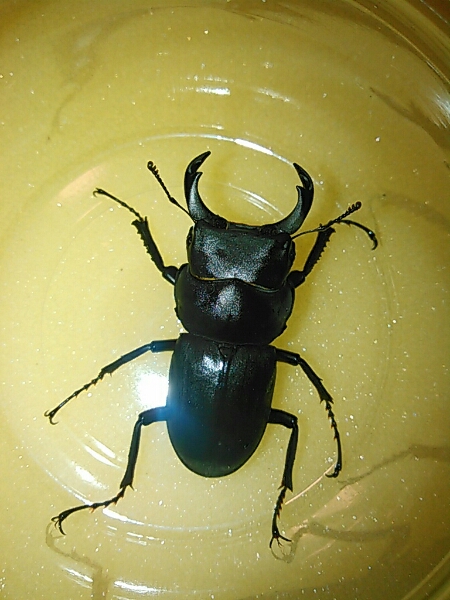 1)福島県産ヒメオオクワガタ♂46、8㎜+36、4㎜　♀35、5㎜