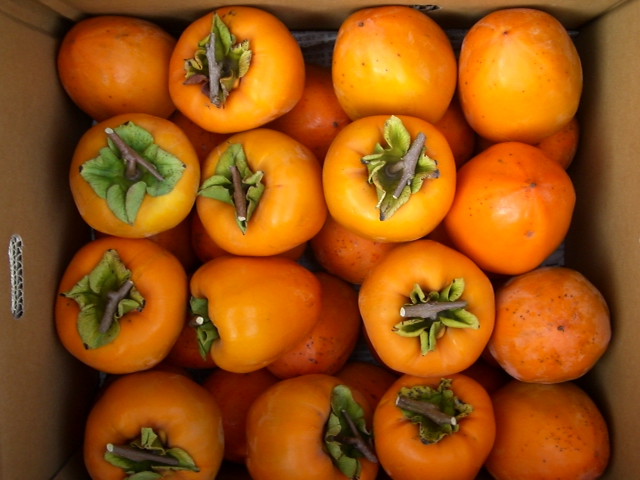 ★☆干し柿用★☆奈良県西吉野産江戸柿約10kgサイズ5L☆★