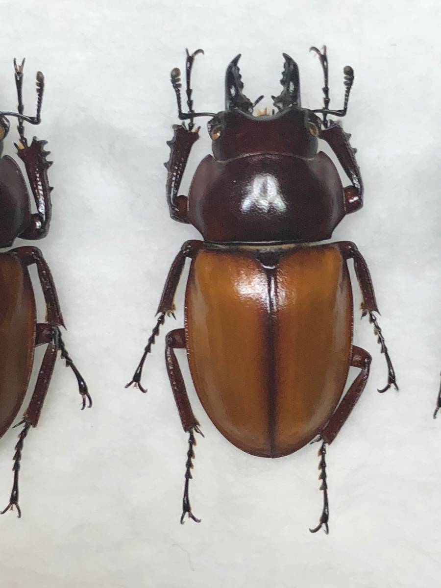 チャイロマルバネクワガタ セット マルバネ クワガタ 石垣島 昆虫 標本 