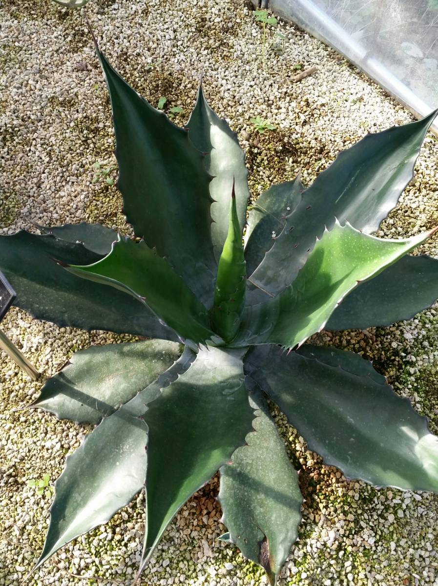 ★アガベ・サルミアナ　グリーンゴブレット★レア☆希少！