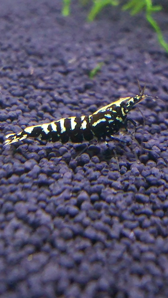 r180030985.1