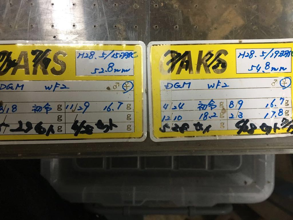 インドグランディス チュラチャンプル産幼虫5頭セット