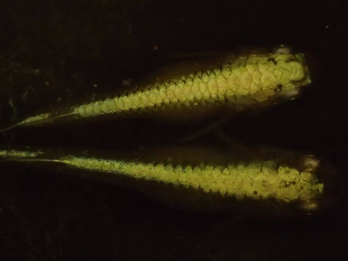 岐阜ペパーミント ■金兜 フル純金の幼魚　10匹