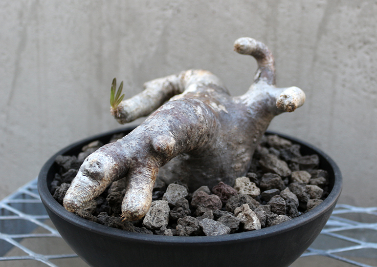 Y231自社養生発根株Pachypodium イノピナツム（現地球・抜き苗