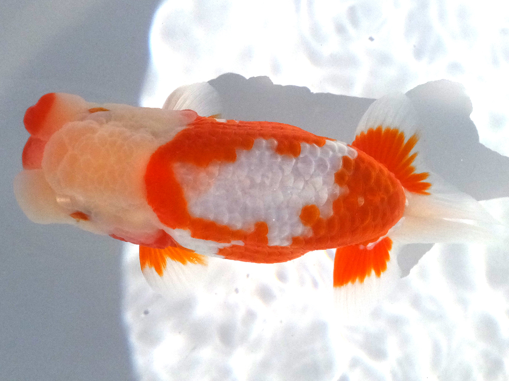 【遠州金魚】　水戸OF氏系統魚②　　当歳　　地方会用　　13ｃｍ　　雄