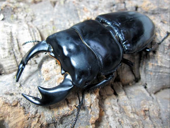 ★Dorcus KUWAKICHI★インドアンタエウス　ＫＰＢ血統　♂９０ｍｍ×♀５３ｍｍ　初～２令×５頭セット