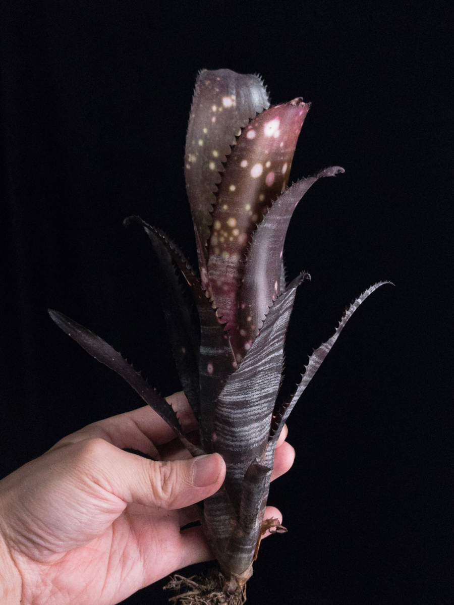Billbergia Lubra ビルベルギア ルブラ 【公式通販】