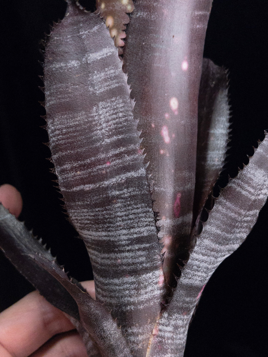 Billbergia Lubra ビルベルギア ルブラ 【公式通販】