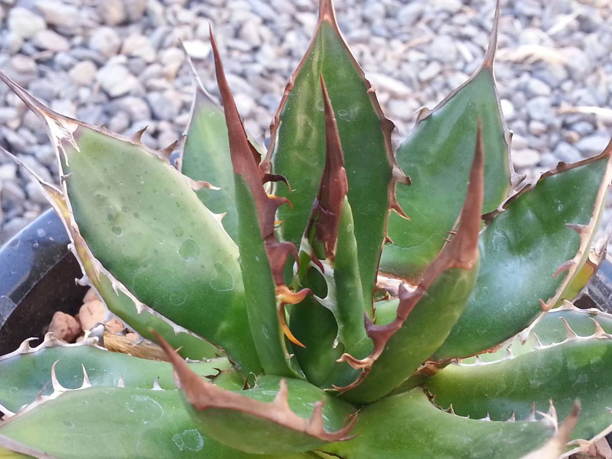 アガベ ホリダ ギルベイ ホリダ・ギルベイ Agave – 観葉植物 ROUKA 