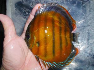 18年01月 ディスカスのヤフオク の相場 価格を見る ヤフオク のディスカスのオークション売買情報は354件が掲載されています