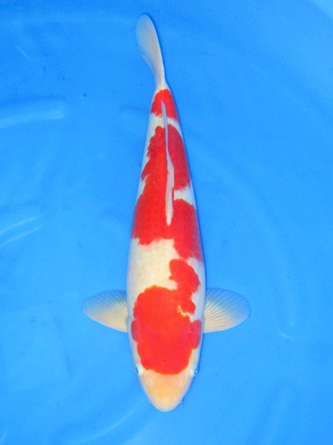 Yahoo!オークション - 「近藤」錦鯉 (魚類、水生生物) の落札相場 錦鯉 