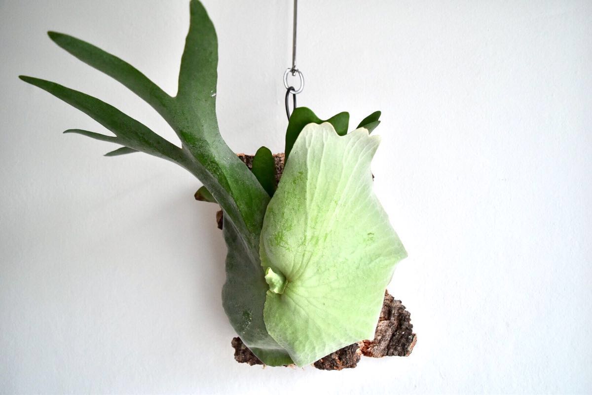 P Holttumii ホルタミー ビカクシダ コウモリラン コルク ビカクシダ コウモリラン 売買されたオークション情報 Yahooの商品情報をアーカイブ公開 オークファン Aucfan Com