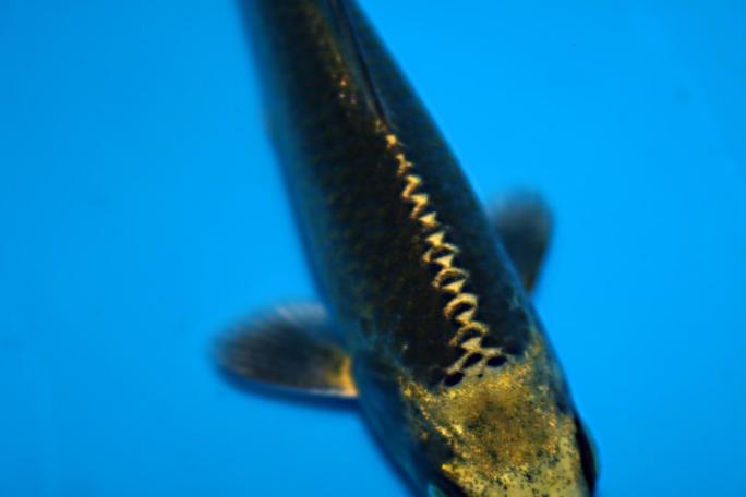 魚酔 変わり鯉当歳シリーズ 黒金松葉 14cm Kw10 3 錦鯉 売買されたオークション情報 Yahooの商品情報をアーカイブ公開 オークファン Aucfan Com