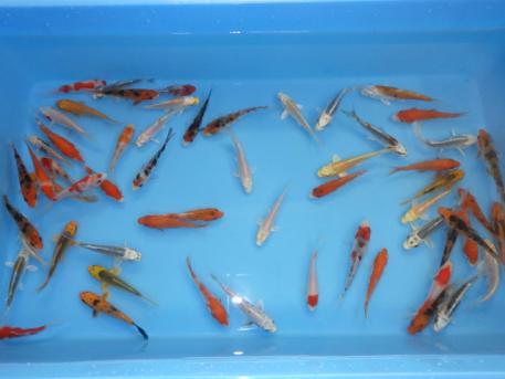 錦鯉 浜松産 錦鯉ミックス 2才 10匹セット No41 NO② セット売り No43 50