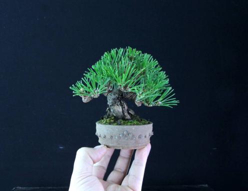 激古 三河黒松 豆盆栽 樹高10cm程度 幹肌荒れています 和鉢 落款