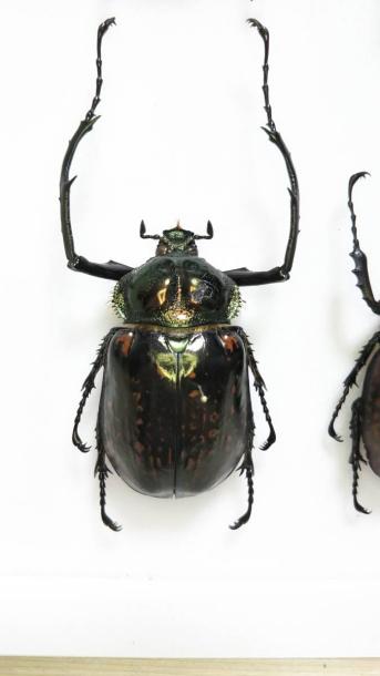 マレーテナガコガネ テナガコガネ 種類 東南アジアの テナガコガネ 類