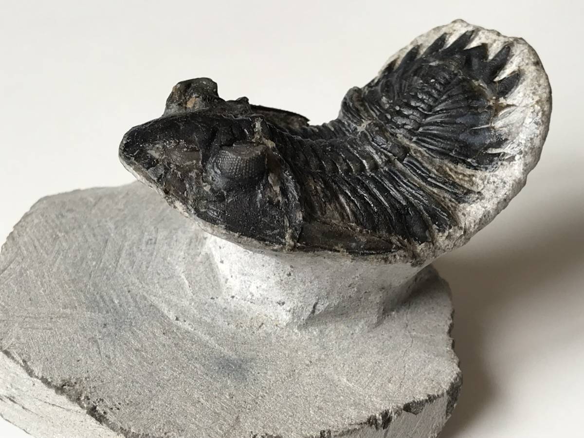 高品位ホラルドプス（Hollardops）｜鋭い頭部と立体的な頬棘が デボン紀の名作三葉虫 モロッコ産ホラルドプス、精緻な複眼と … ビューティフル！複眼の保存状態良好！古生代デボン紀の三葉虫 三葉虫 複眼・側棘など精緻に保存された、極上と評して良い、見事な 化石標本 化石 古生代デボン紀 101149三葉虫 時代 ） ： Fossil)（学名 モロッコ