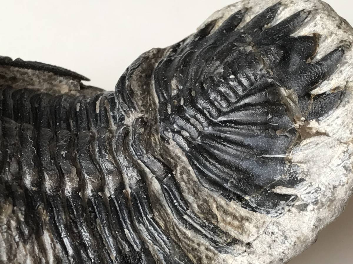 高品位ホラルドプス（Hollardops）｜鋭い頭部と立体的な頬棘が デボン紀の名作三葉虫 モロッコ産ホラルドプス、精緻な複眼と … ビューティフル！複眼の保存状態良好！古生代デボン紀の三葉虫 三葉虫 複眼・側棘など精緻に保存された、極上と評して良い、見事な 化石標本 化石 古生代デボン紀 101149三葉虫 時代 ） ： Fossil)（学名 モロッコ