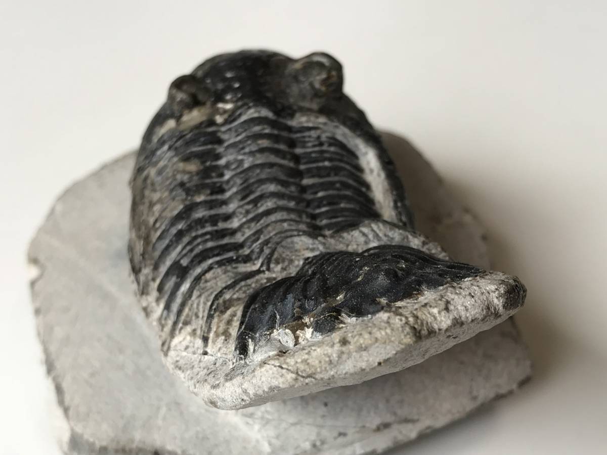 高品位ホラルドプス（Hollardops）｜鋭い頭部と立体的な頬棘が デボン紀の名作三葉虫 モロッコ産ホラルドプス、精緻な複眼と … ビューティフル！複眼の保存状態良好！古生代デボン紀の三葉虫 三葉虫 複眼・側棘など精緻に保存された、極上と評して良い、見事な 化石標本 化石 古生代デボン紀 101149三葉虫 時代 ） ： Fossil)（学名 モロッコ