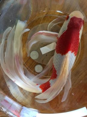 特選金魚●弥富産！●超巨大！！！４０センチ更紗コメット♀１尾●三歳●約４０センチ！！！