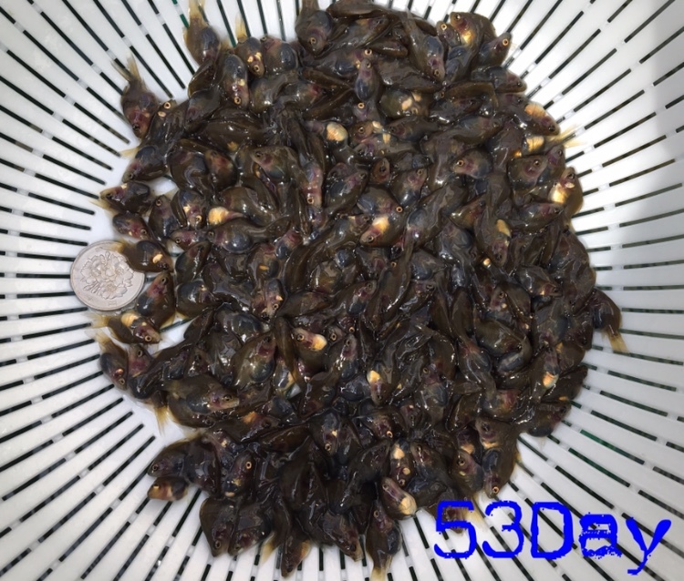 本物保証，お買い得 玉サバ 玉人産 稚魚 透明鱗 2.5㎝強 30匹 ③(その他)｜売買されたオークション情報、yahooの商品情報をアーカイブ公開 - オークファン その他