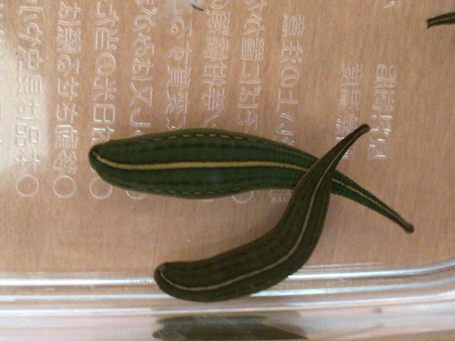 馬蛭