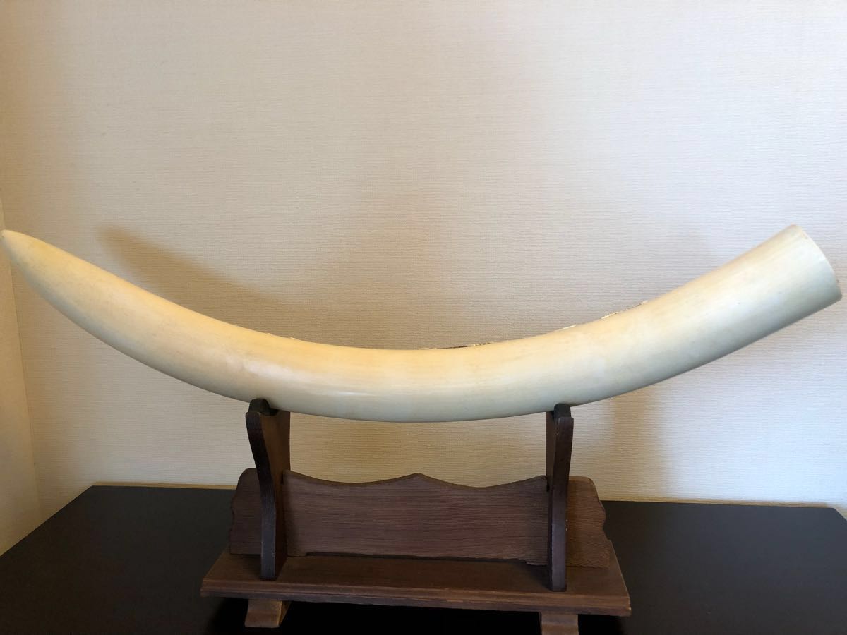 【登録票付】象牙一本物 孤舟作 鯉彫刻 全長70㎝ 総重量 3.2㎏ 飾り台付