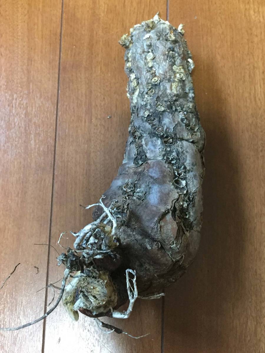 アルビオン アンベアージュ ミルク ローション ルセラム エクスヴィ