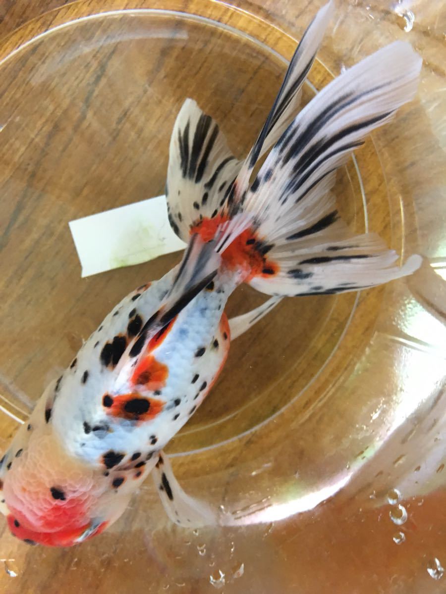 弥富産金魚○巨大！更紗琉金1匹02○約19センチ○三歳魚○上 