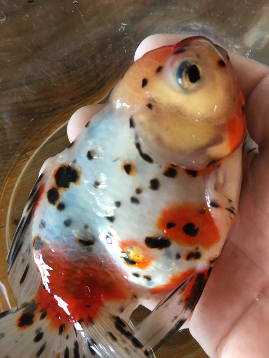 特38 ①金魚 (使用済み、12種完) 特選金魚○弥富産！伊藤保氏作○超特大！東錦1尾02○三歳○約18