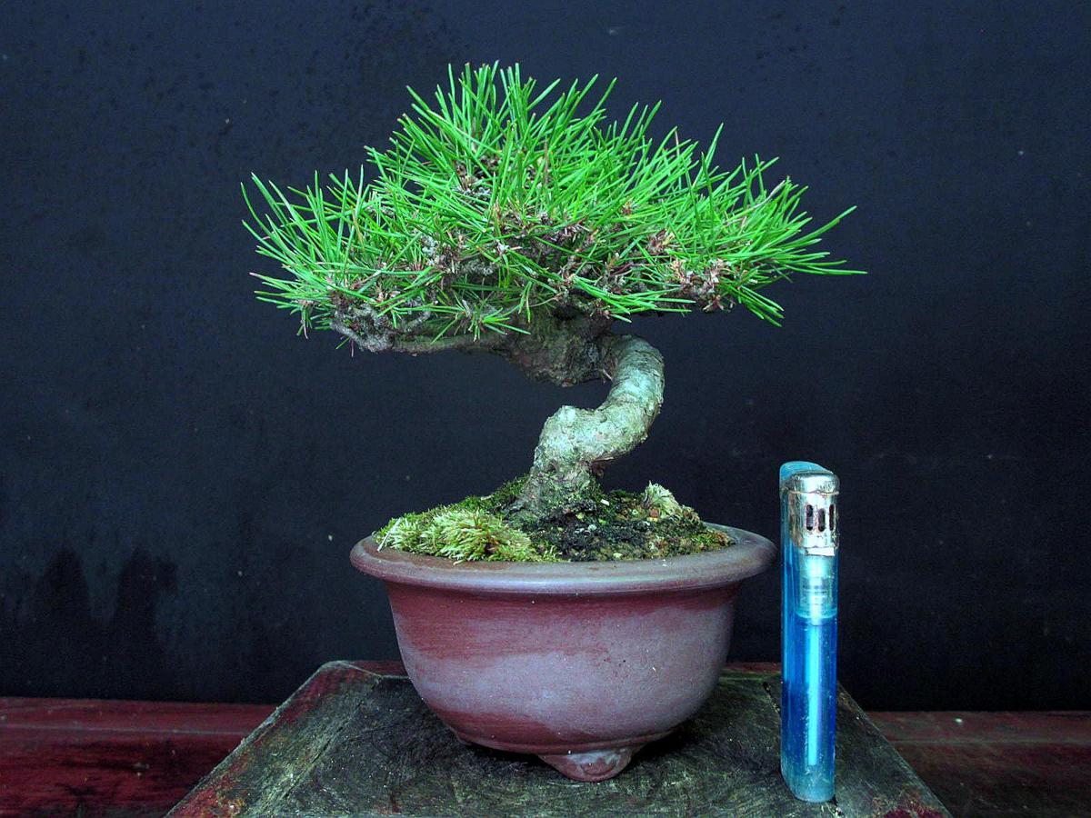 如峰山 皐月 一樹園 ：皐月(如峰山)現品*一点物 寒蘭の栽培を始めて 